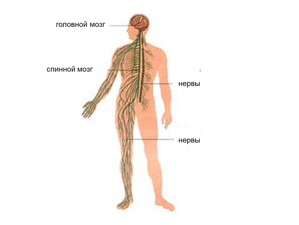 Окружающий мир 3 класс нервная система человека. Строение нервной системы головной и спинной мозг. Головной и спинной мозг нервы. Головной мозг спинной мозг нервы. Головной мозг спинной мозг НЕРВЙ.