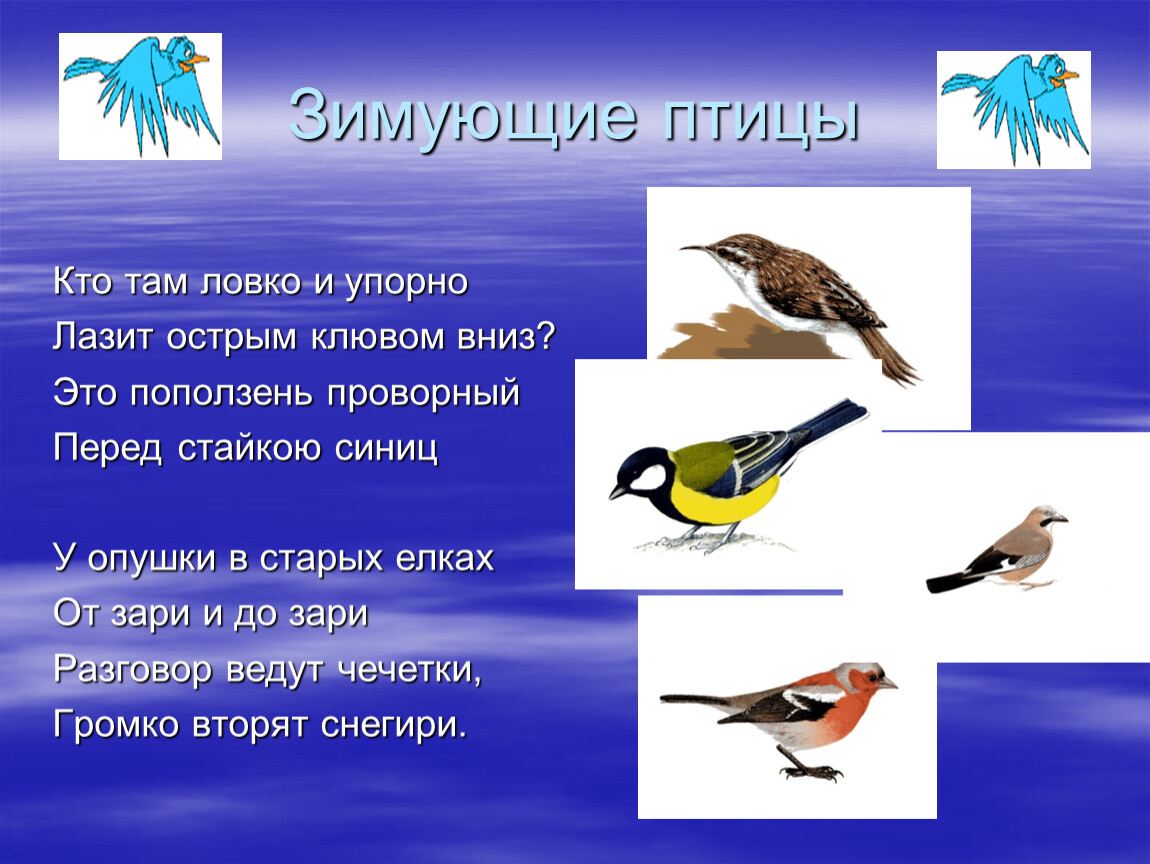 Изучает жизнь птиц. Зимующие птицы. Птицы для презентации. Проект зимующие птицы. Птицы слайд.