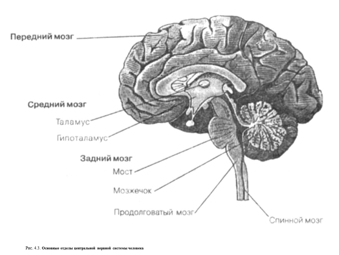Самый древний отдел мозга. Головной мозг и спинной мозг анатомия. Головной и спинной мозг схема. Строение головного мозга и спинного мозга. ЦНС головной мозг анатомия.