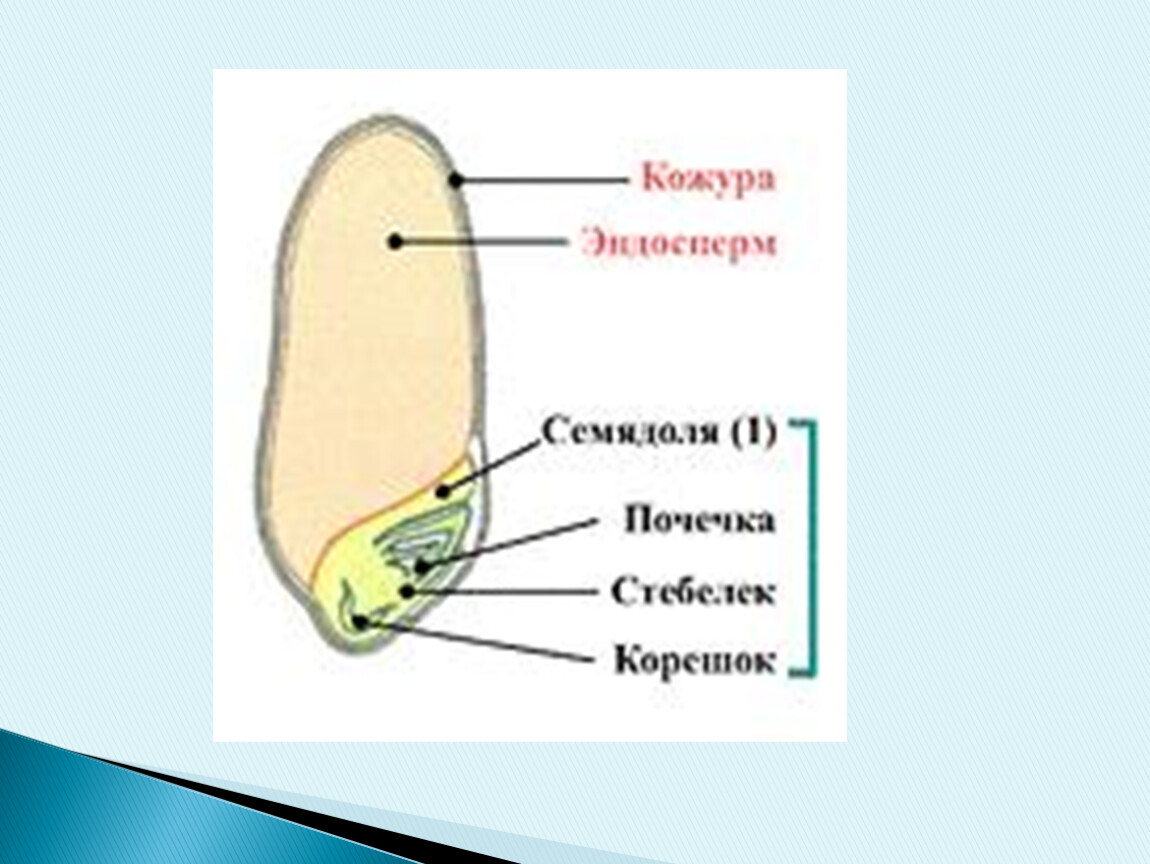 Строение семян 6. Строение семени 6 класс биология кабачок.