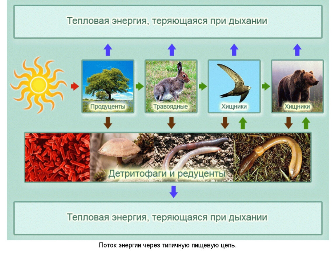 Презентация по биологии 9 класс потоки вещества и энергии в экосистеме