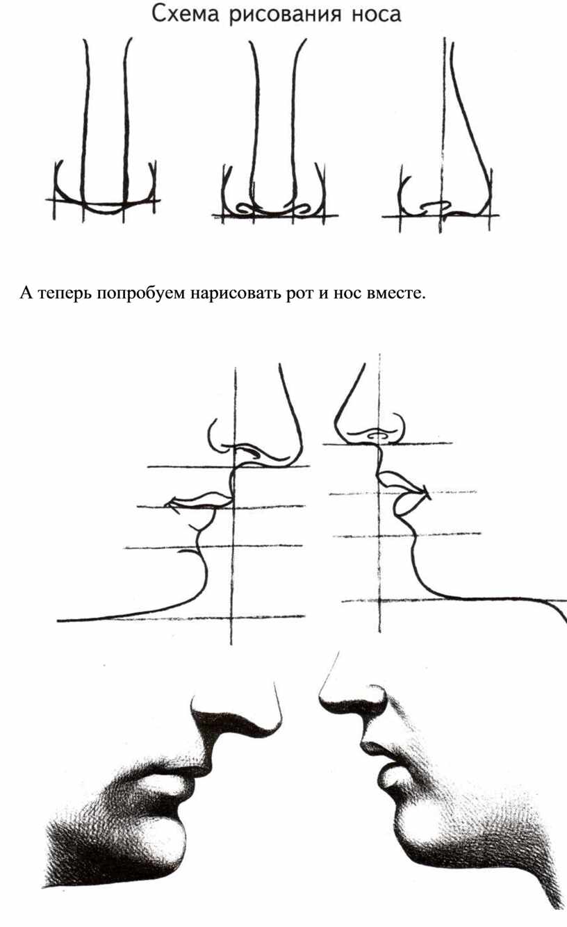 Нос рисунок схема