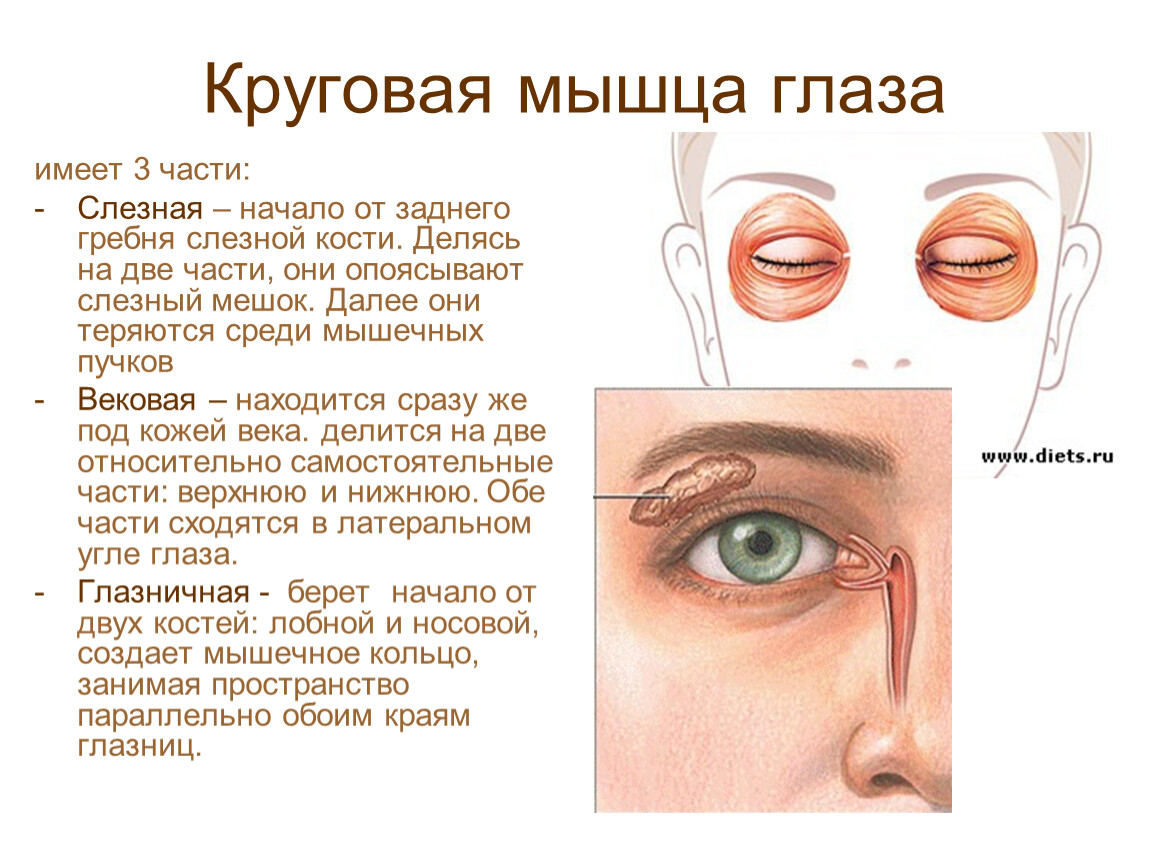Глазничная часть круговой мышцы глаза