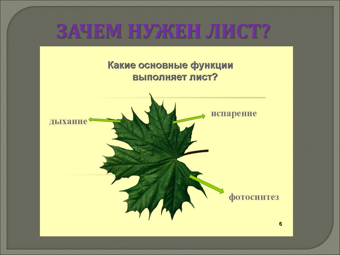 Биология 6 класс функция листьев. Лист строение и функции. Лист это в биологии. Структура листа. Внешнее строение листа.