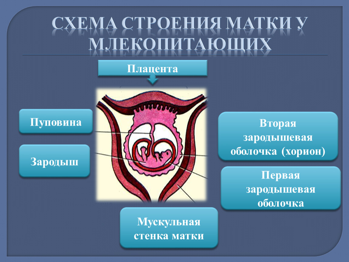 Строение матки картинка