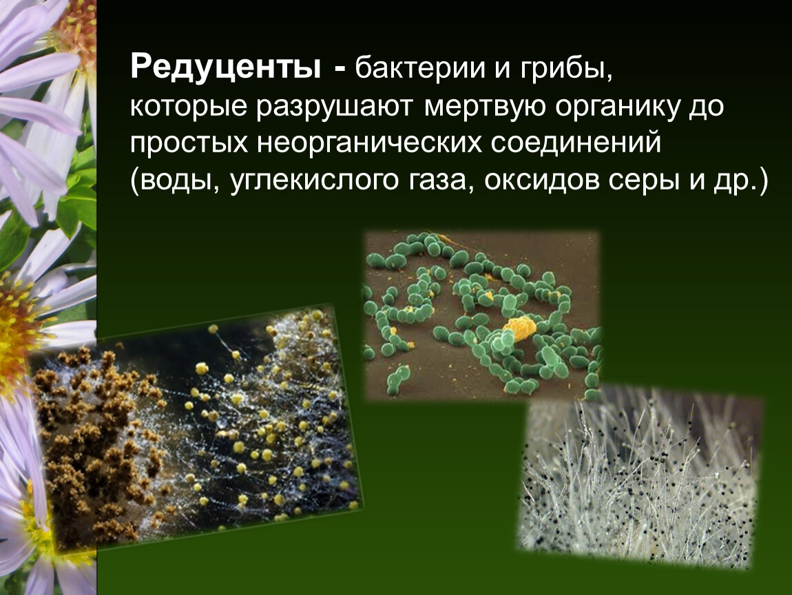Гнилостные бактерии редуценты. Микроорганизмы редуценты. Бактерии редуценты. Роль грибов и бактерий. Роль бактерий и грибов в экосистеме.