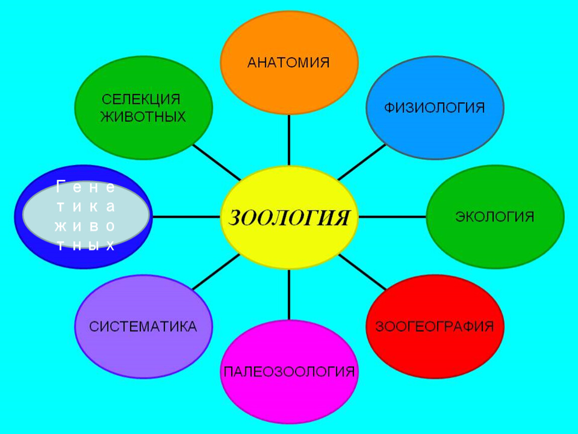 Проект на тему зоология