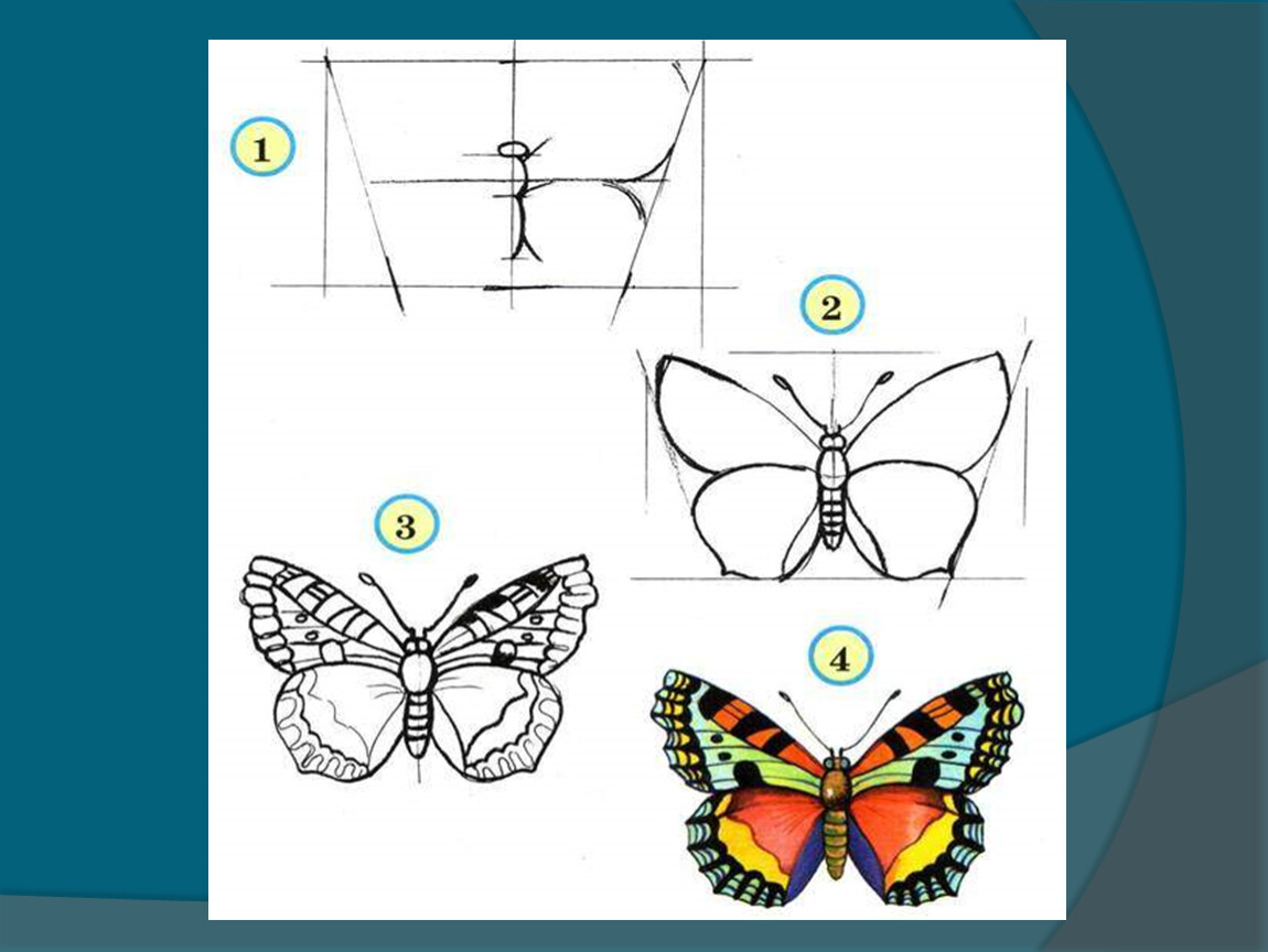 Как нарисовать бабочку поэтапно