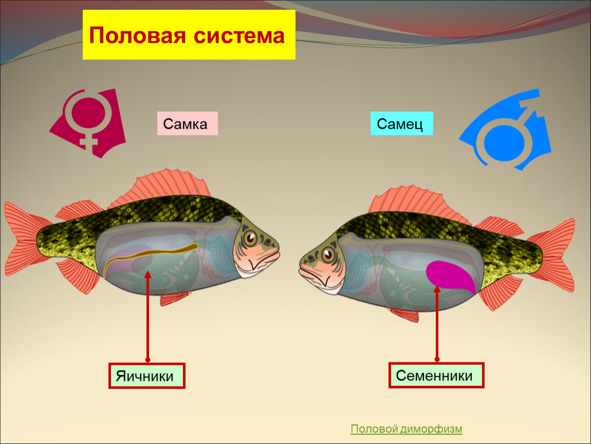 Рыбы имеют органы