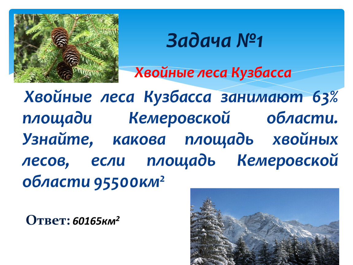 Хвойная площадь. Хвойные леса в Кемеровской области. Температура в хвойных лесах. Температура в хвойном лесу. Хвойные леса температура в январе и июле.