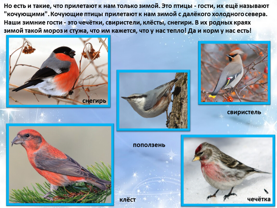 Птицы зимующие сибири фото с названиями