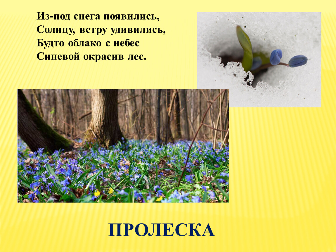 Весною это дерево белое и пушистое будто облако основная мысль и план текста