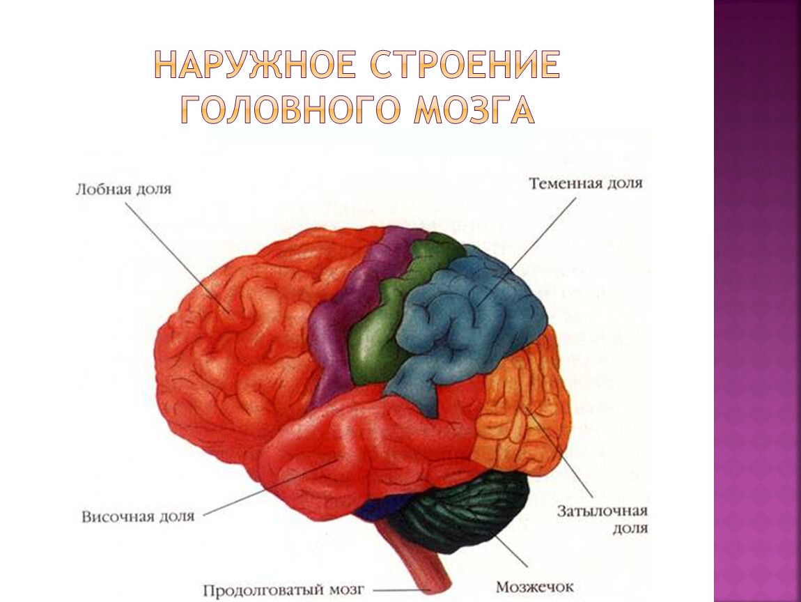 Головной мозг 7 класс. Строение головного мозга человека. Теменно-затылочные отделы мозга. Наружное строение головного мозга.