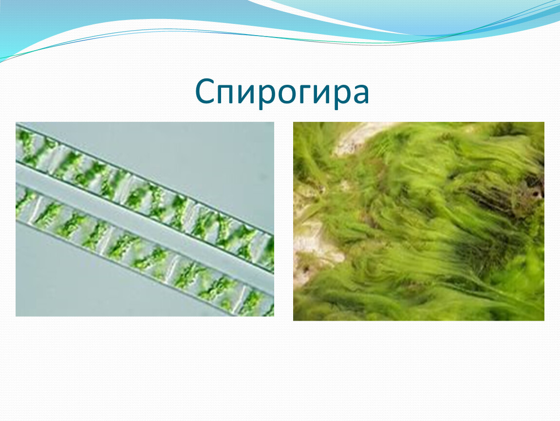 К какому относится спирогира. Зеленые водоросли спирогира. Спирогира зеленая нитчатая водоросль. Нитчатая водоросль спирогира встречается. Болотная водоросль спирогира.