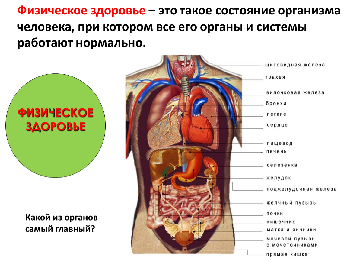 Строение человека внутренние органы фото с надписями женские спереди на русском