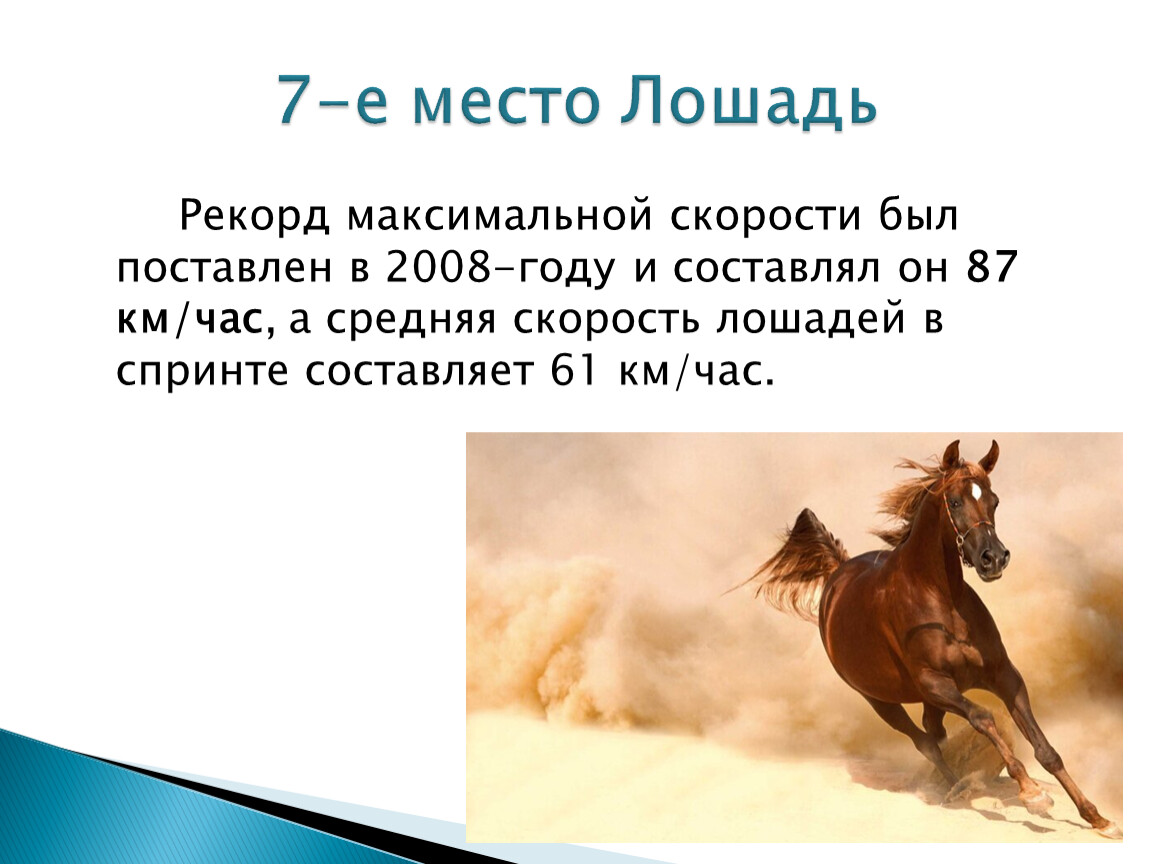 Скорость человека лошади. Скорость лошади км/ч максимальная. Максимальная скорость обычной лошади. Средняя скорость лошади. Скорость бега лошади максимальная.