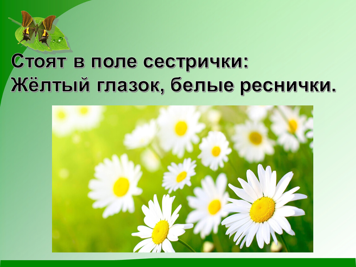 Отгадай загадку нарядные платьица желтые брошки. Стоят в поле сестрички желтый глазок белые реснички. Стоят в поле сестрички желтый. Загадка стоят в поле сестрички желтый глазок белые реснички. Стоят кругом сестрички жёлтые глазки белые реснички.