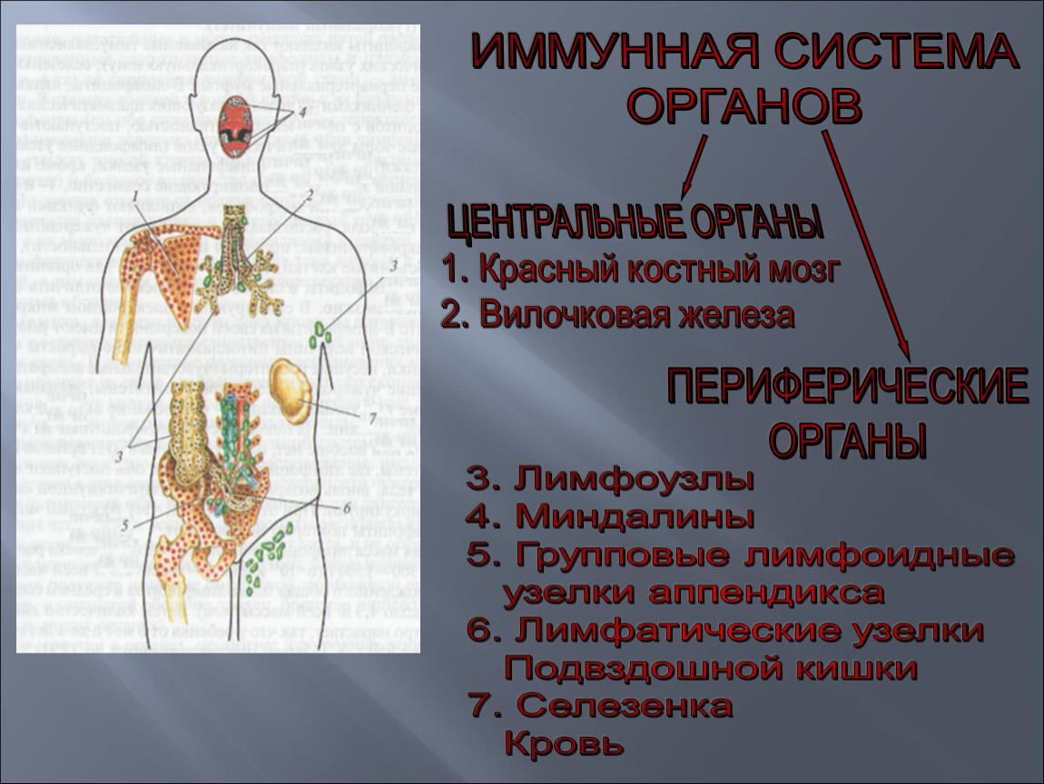 Иммунный центр. Центральные и периферические органы иммунной системы. Органы иммунной системы центральные и периферические таблица. Назовите периферические органы иммунной системы. Центральные и периферические органы иммунной системы микробиология.