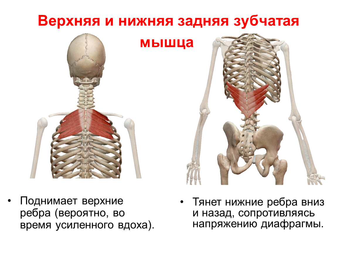 Зубчатые мышцы спины. Задняя зубчатая мышца анатомия. Верхняя и нижняя задняя зубчатая мышца. Нижняя задняя зубчатая мышца функции. Верхняя задняя зубчатая мышца спины анатомия.