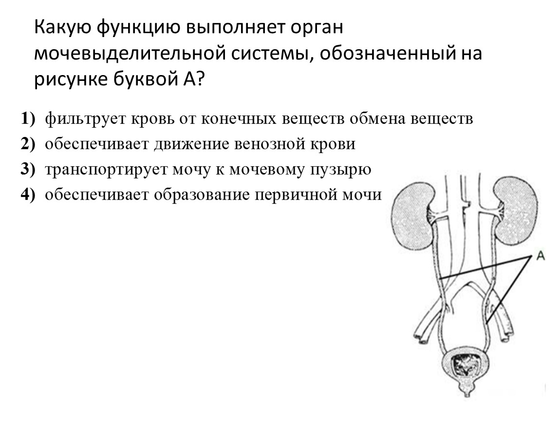 Какую функцию выполняет изображенный на рисунке. Мочевыделительная система органы и функции. Функции выделительной системы. Функции выделительной системы человека. Какую функцию выполняет мочевыделительной системы.