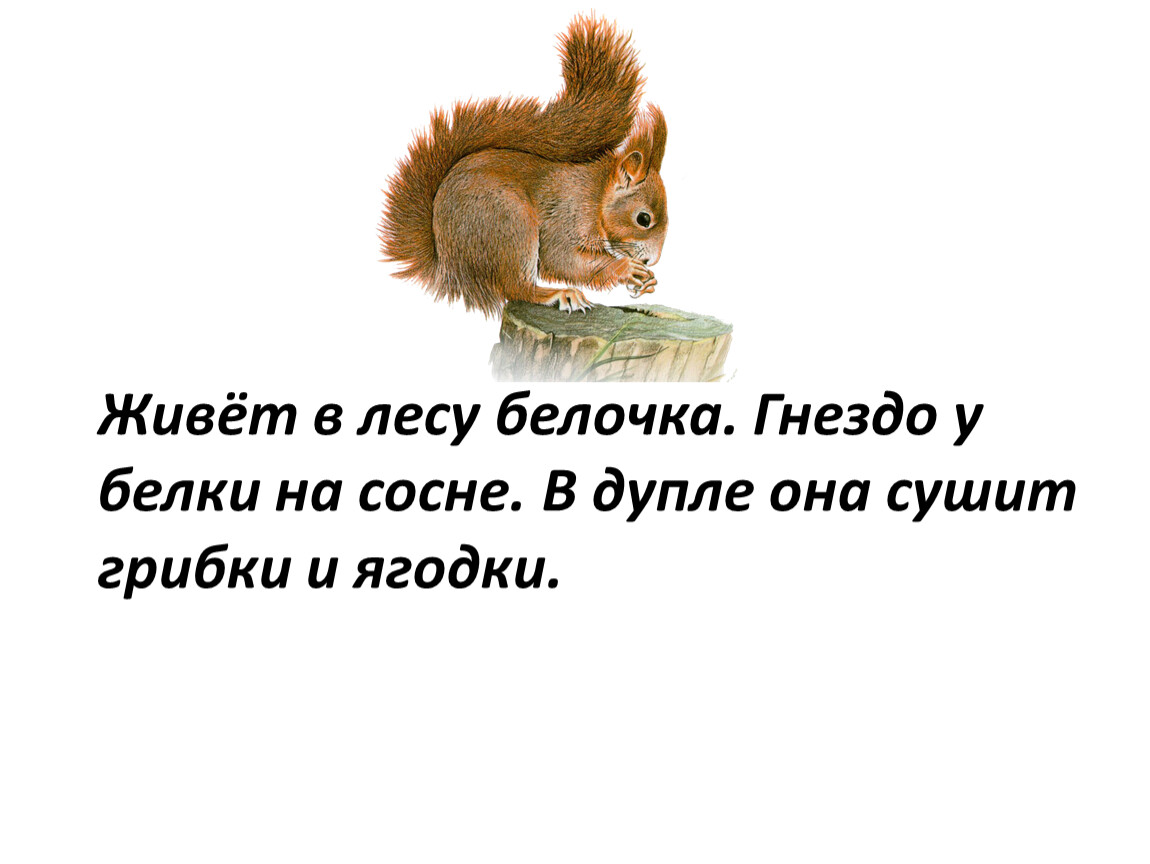 Диктант белки в лесу. Живёт в лесу Белочка гнездо. Живёт в лесу Белоч...ка.. Контрольное списывание белки. Живет в лесу Белочка гнездо у белки.