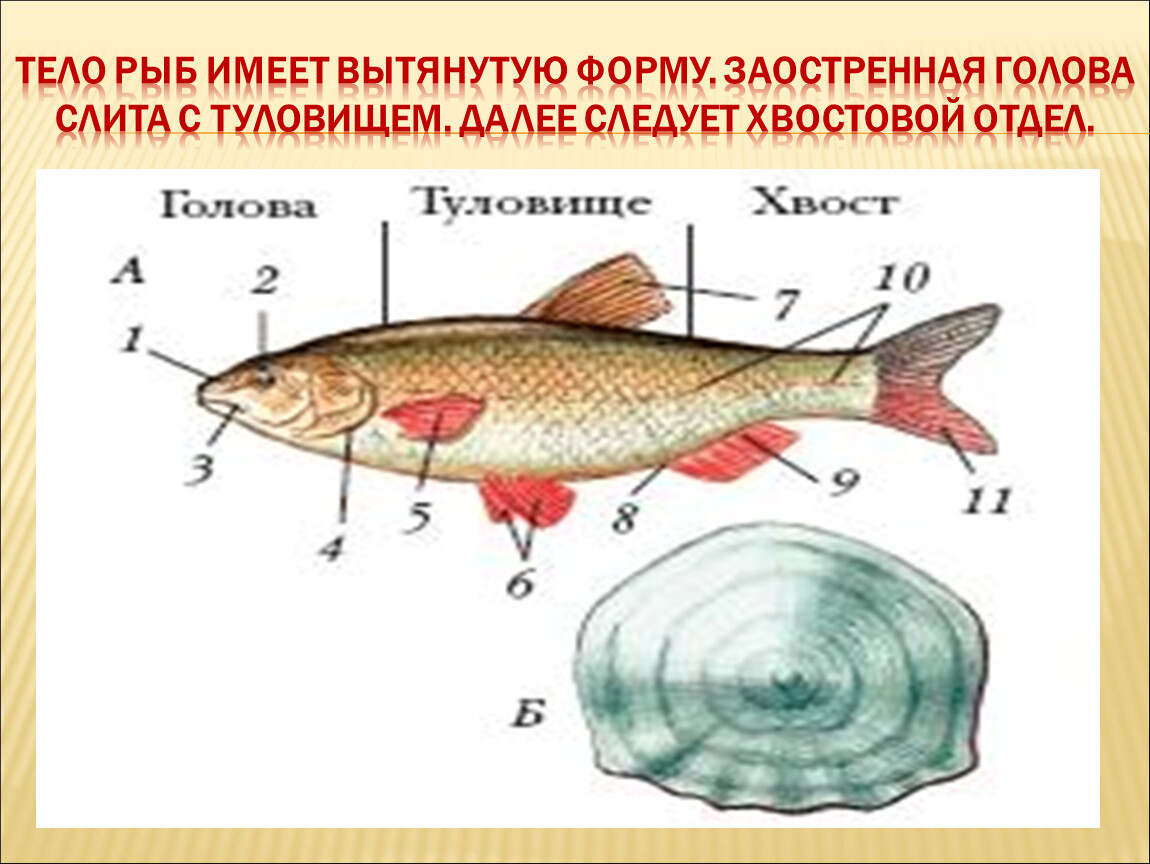 Какие отделы тела имеет рыба. Тело рыбы. Туловище рыбы. Форма тела рыб. Тело у рыб имеет.