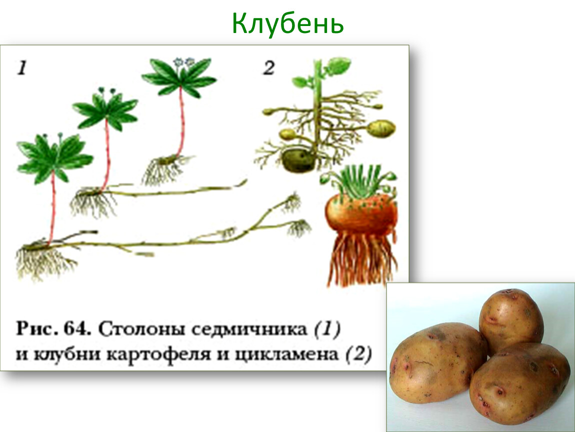 Столон корень. Строение столона картофеля. Клубень и столоны картофеля. Строение клубня. Столоны у растений.