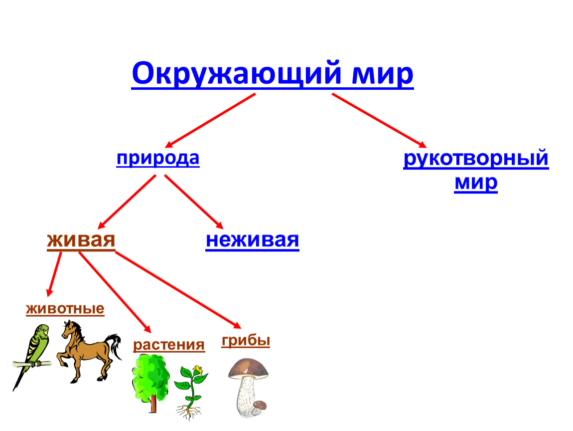 Животное живое существо схема 2