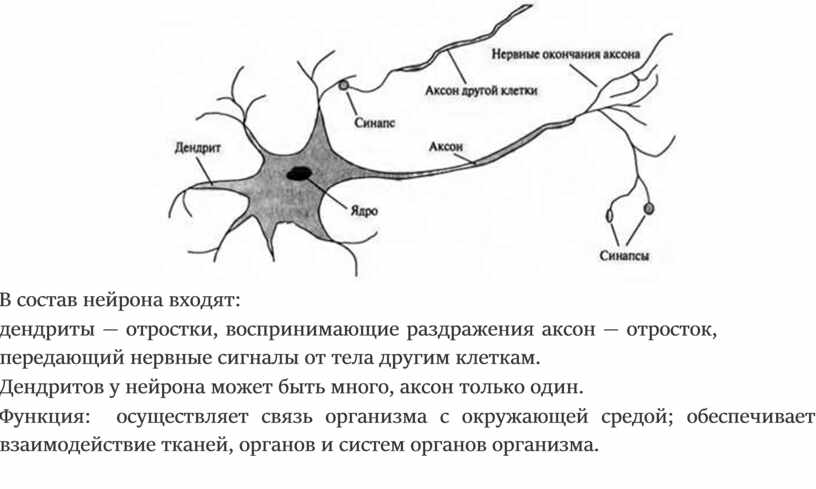 В состав нейрона входят: дендриты — отростки, воспринимающие раздражения аксон — отросток, передающий нервные сигналы от тела другим клеткам
