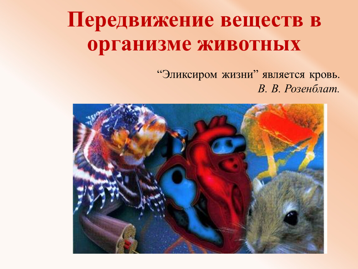 Передвижение веществ у животных 6 класс. Транспорт веществ в организме животных. Передвижение веществ в организме животного. Движение веществ у животных. Перемещение веществ у животных.