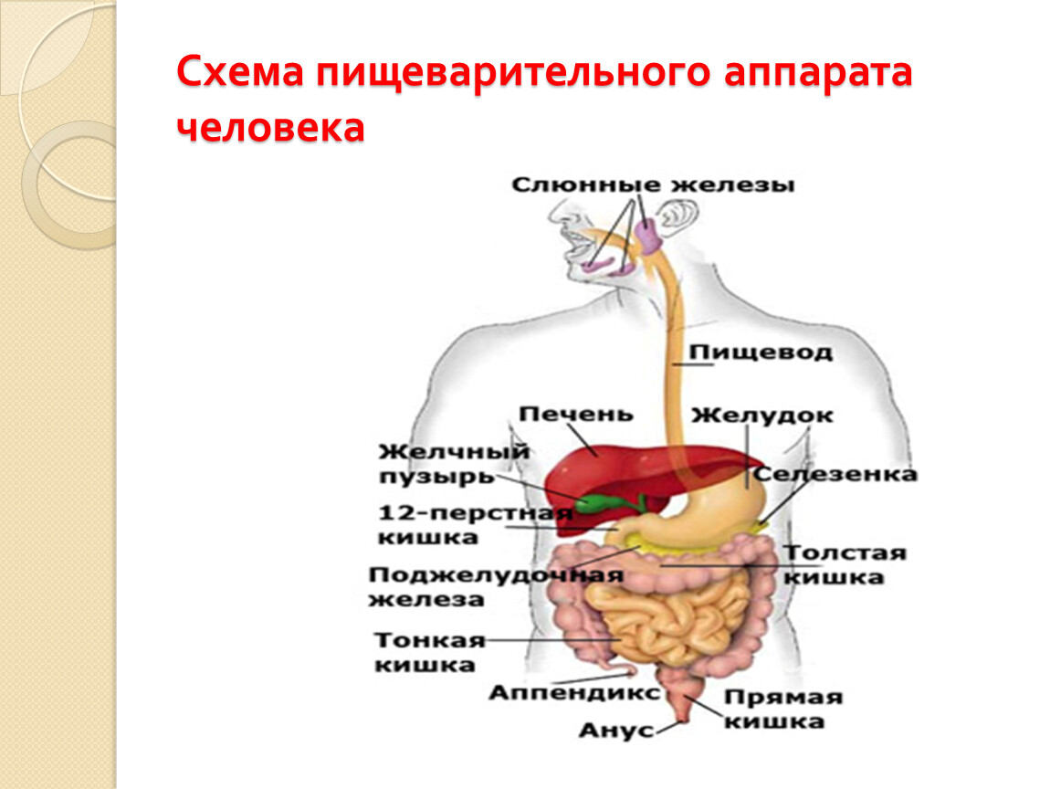Перечислите процессы пищеварения у человека. Схема работы системы пищеварения человека. Процесс пищеварения схема пищеварительного аппарата. Система органов пищеварения схема. Железы пищеварительной системы человека анатомия.