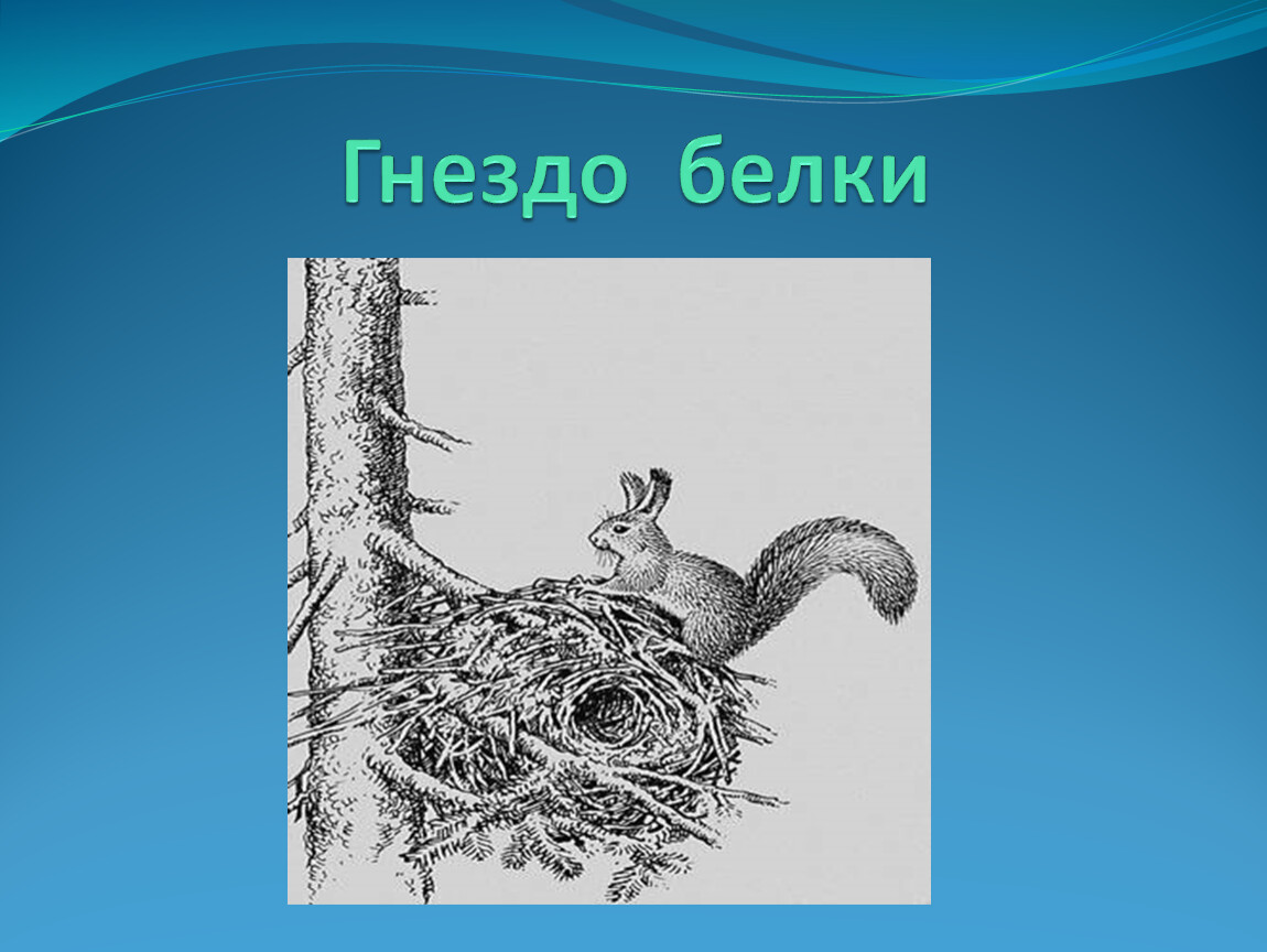 Гнездо белки. Беличье Гайно. Гнездо белки Гайно. Гнездо белки в природе. Белки строят гнезда.