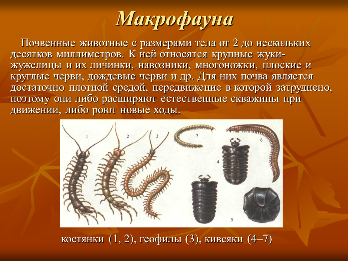 Приспособления червя к почвенной среде. Микрофауна мезофауна макрофауна. Таблица микрофауна мезофауна макрофауна. Макрофауна почвы. Почвенная мезофауна.