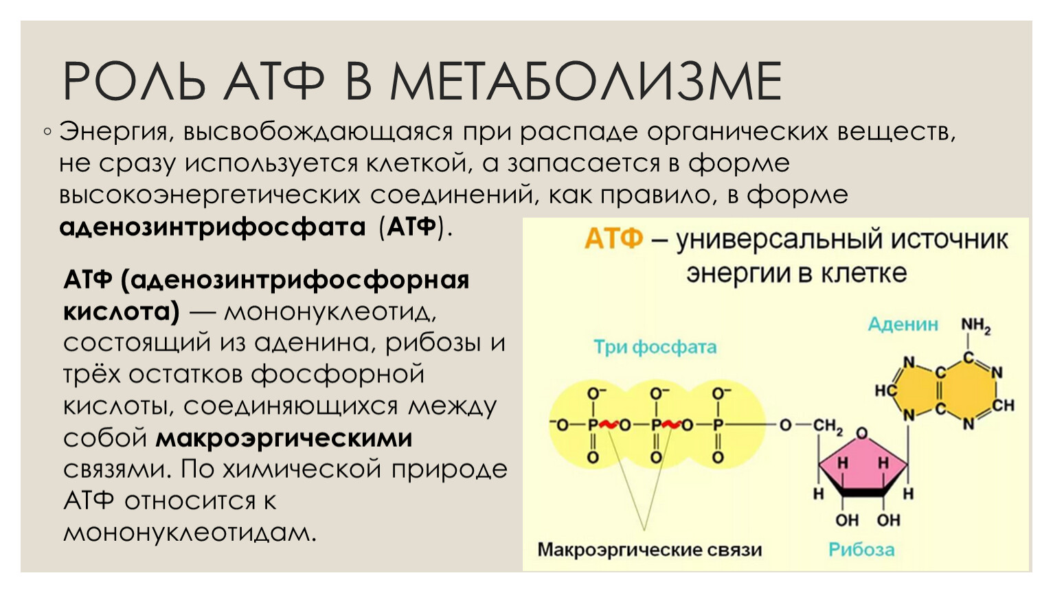 Синтез атф кислоты. Функции молекулы АТФ. Строение АТФ биология. Функции АТФ В клетке. Роль АТФ биохимия.