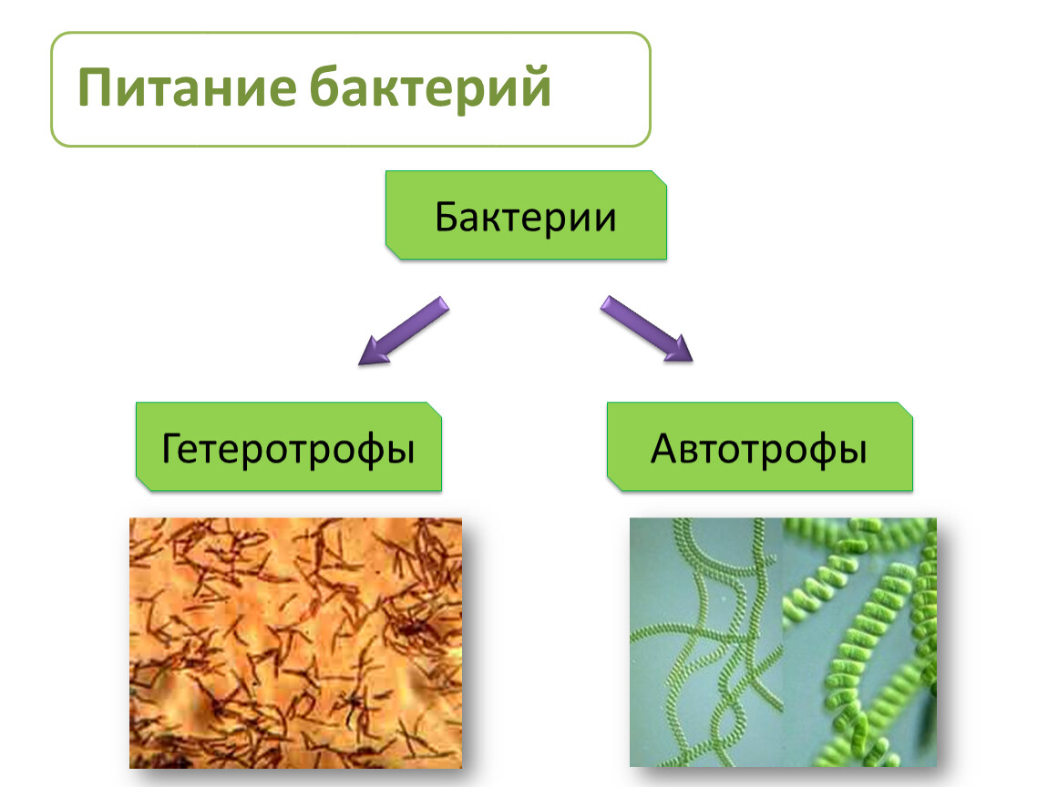 Схема питания бактерий