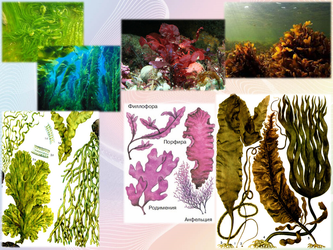Многообразие водорослей. Разнообразие водорослей ЕГЭ.