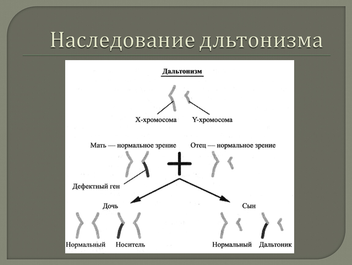 Что унаследует сын от отца