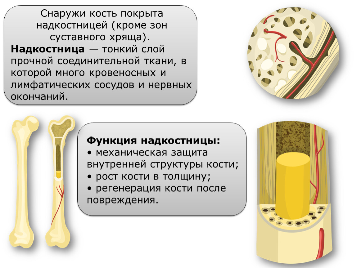 Надкостница кости. Кость покрыта надкостницей. Строение кости надкостница. Кость снаружи покрыта. Снаружи кости покрыты надкостницей.