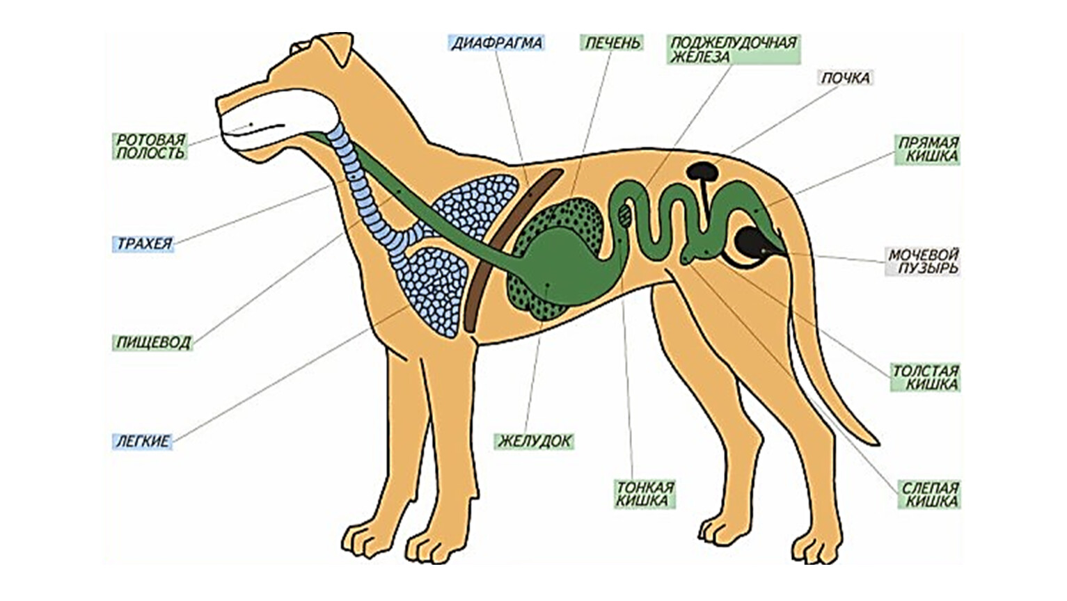 Строение пищеварительной системы собаки схема