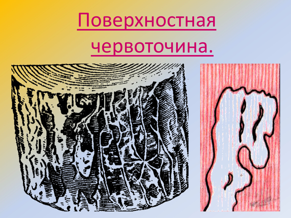 Древесина 6 класс. Пороки древесины червоточина. Поверхностная червоточина древесины. Порок древесины ервоточины. Дефект древесины червоточина.