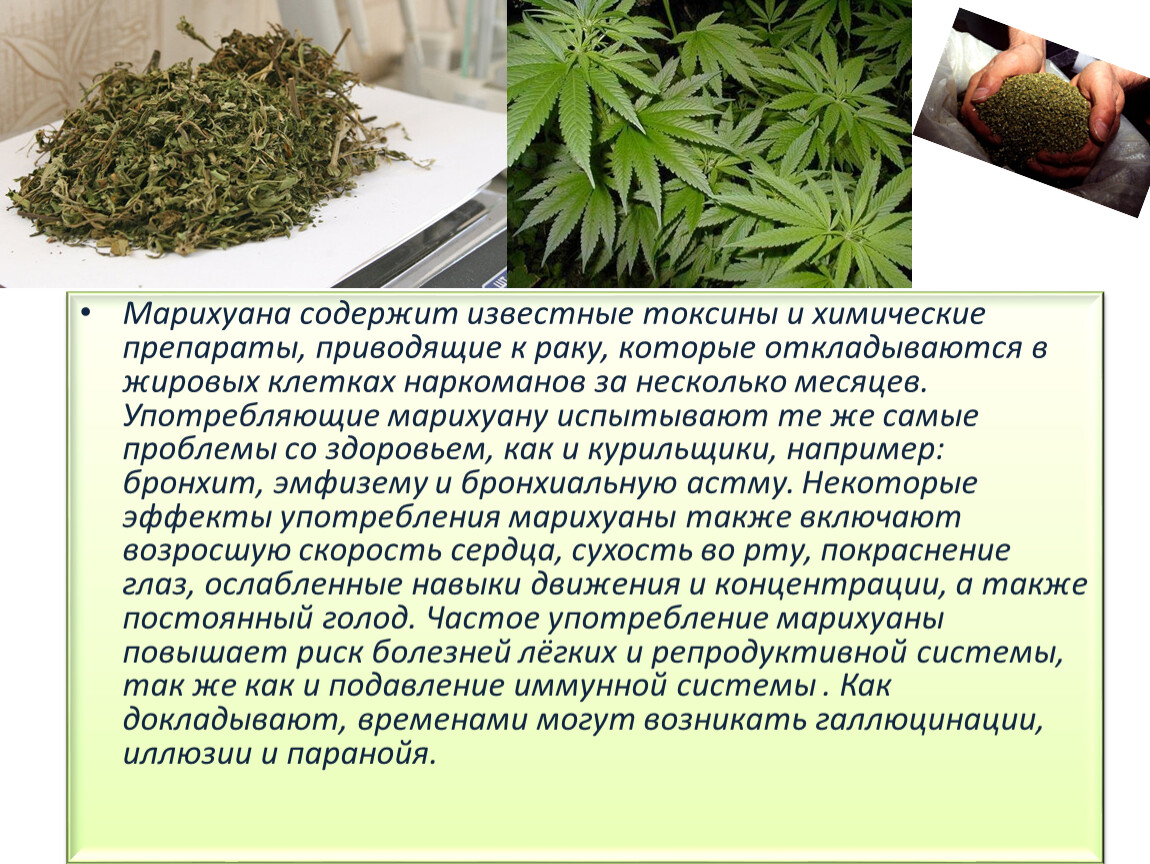Вред при курении марихуаны где купить семена конопли для выращивания