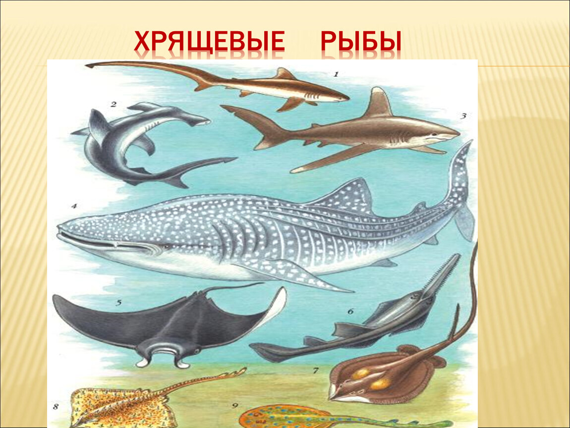Хрящевые рыбы 5 класс. Хрящевые рыбы. Животные относящиеся к классу хрящевые рыбы. Хрящевые рыбы представители. Класс хрящевые рыбы.