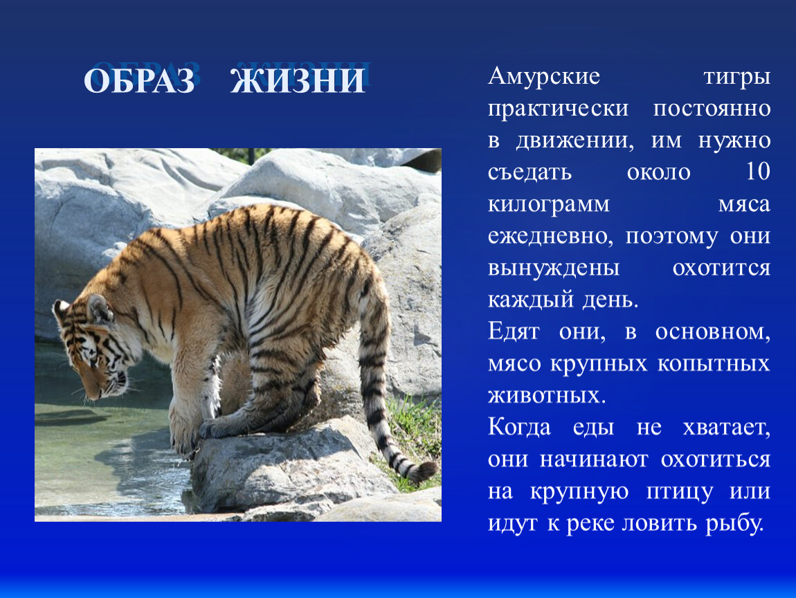 Сколько в мире амурских тигров. Амурский тигр образ жизни. Образ жизни Амурского тигра. Питание Амурского тигра. Образ жизни амурских тигров.
