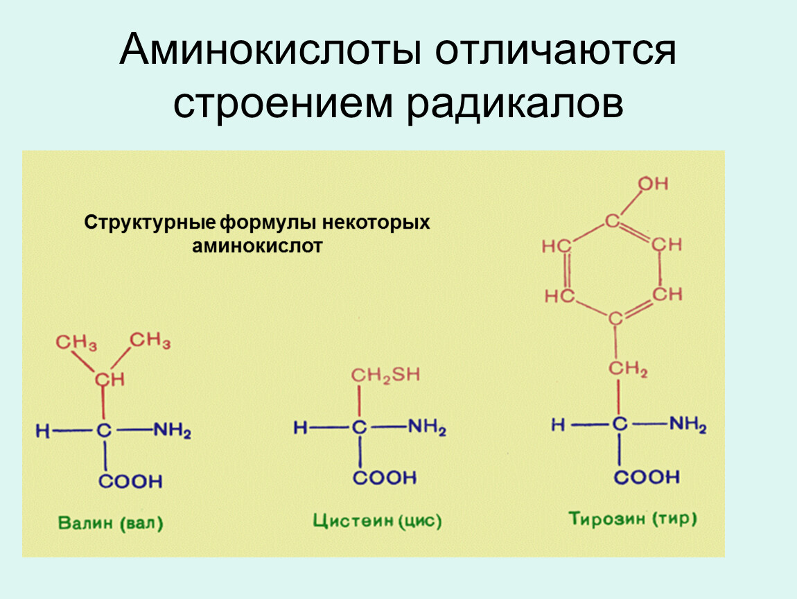 Состав радикалов аминокислот