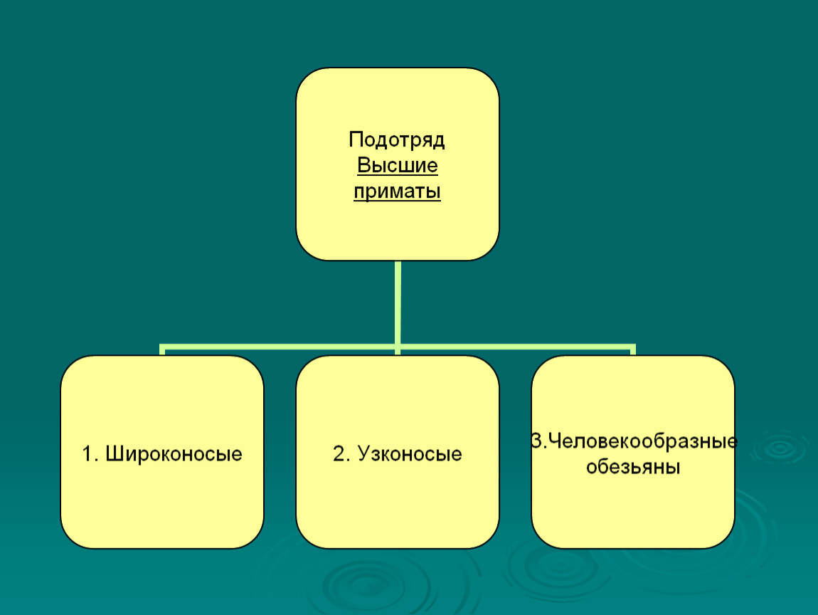 Подотряд. Подотряд высшие приматы. Подотряд высшие приматы (обезьяны). Подотряд человекообразные обезьяны. Высшие узконосые обезьяны.