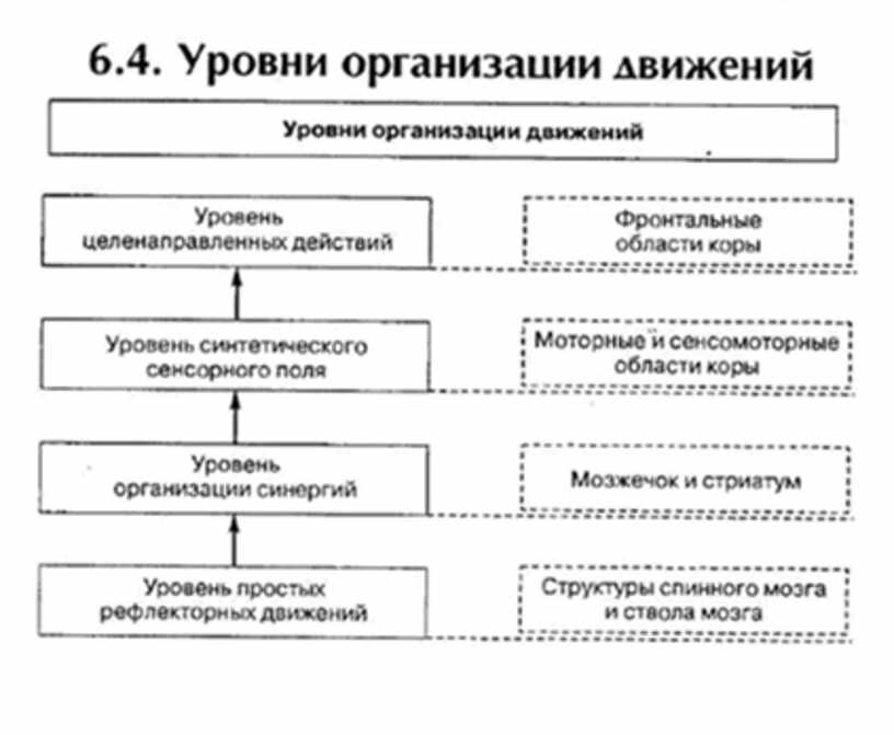 Уровни организации движений схема