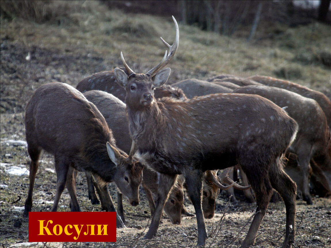 Животные ставропольского края. Гора Стрижамент Ставрополь олень. Стрижамент Ставрополь Оленья ферма. Дикие животные Ставрополья. Фауна Ставропольского края.