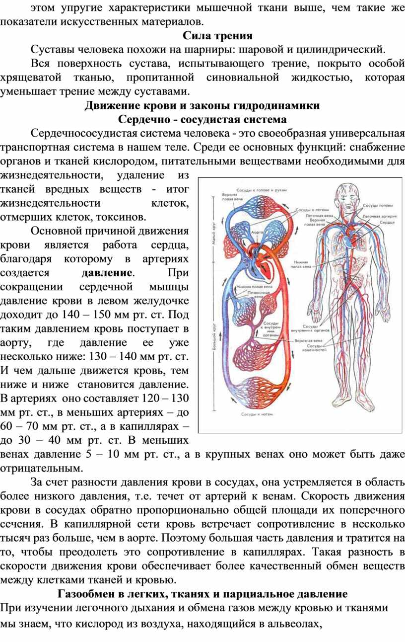 Законы физики в организме человека