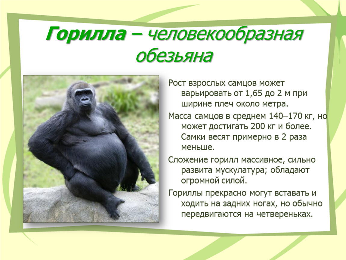 Обезьяна природная зона. Горилла презентация. Человекообразные обезьяны. Горилла описание. Человекообразные обезьяны человекообразные обезьяны.