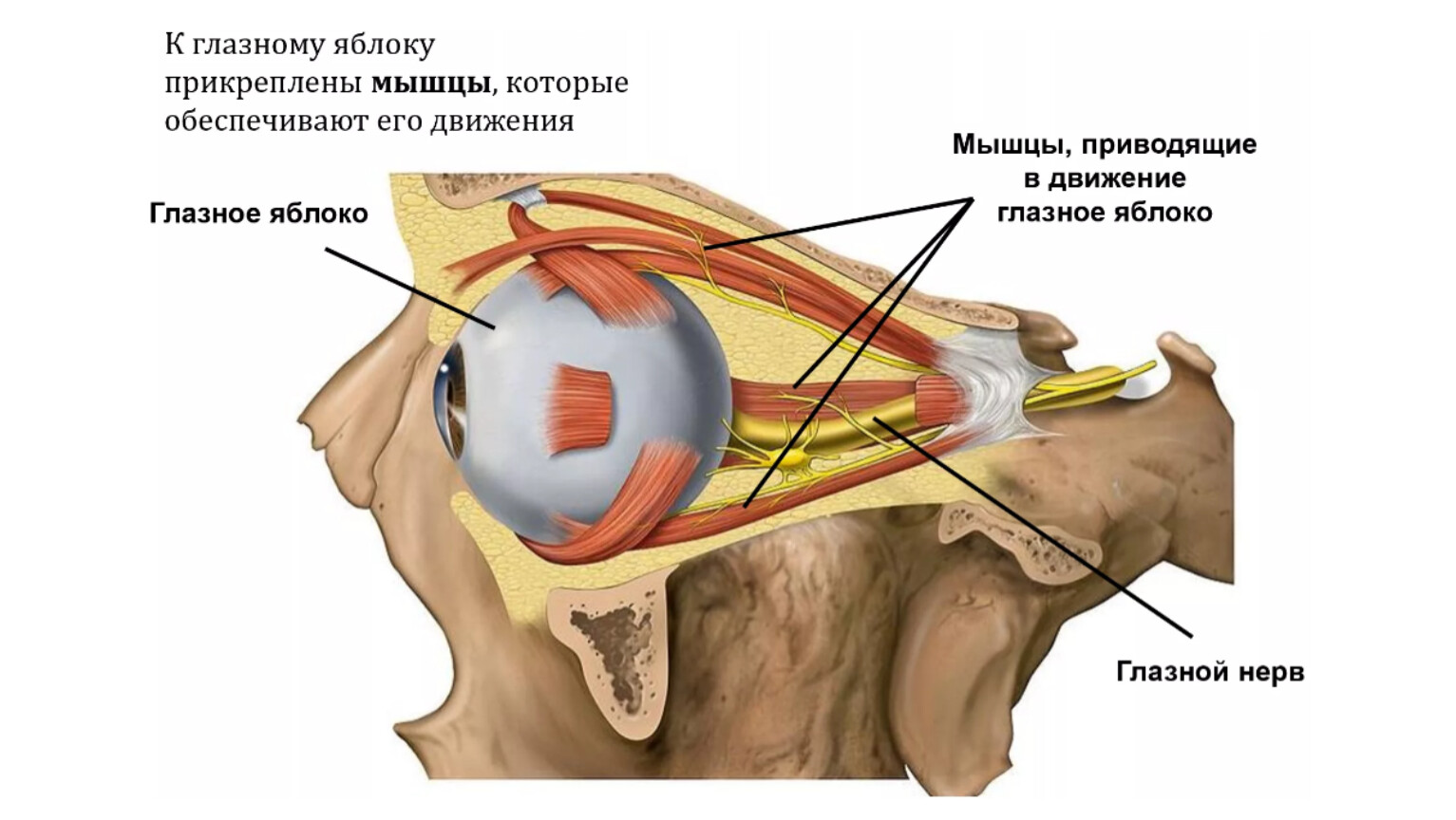 Зрительные отверстия находятся в